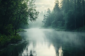 Wall Mural - misty morning in the forest