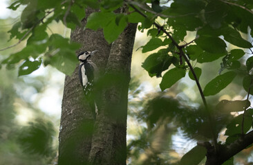 woodpecker on tree