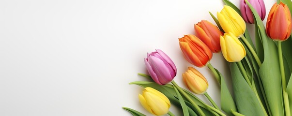 Poster - Colorful Tulips on White Background