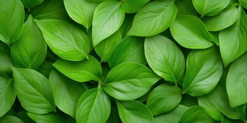 Wall Mural - natural leaves in a fresh green background