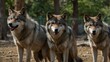 © Kasper - Pack of wolves in a zoo enclosure.