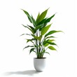 © SR07XC3 - Isolated Tropical Plant in Decorative Indoor Space with Transparent Background
