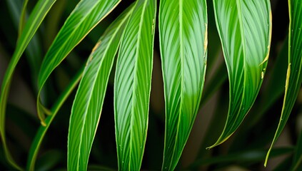 Wall Mural - Isolated Monstera Leaf on Transparent Background - Tropical Botanical Design