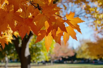 Colorful fall foliage displaying bright orange leaves within the green space