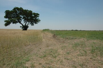 Wheat crops in northern Argentina