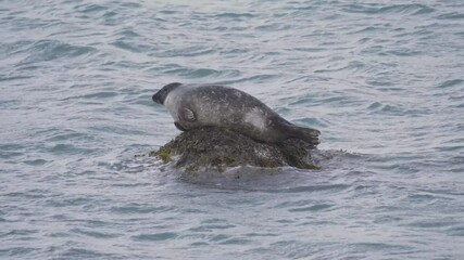 Wall Mural - common seal (phoca vitulina) resting on a rockin stormy weather in a fjord in west iceland