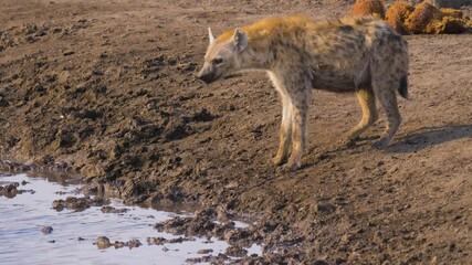 Wall Mural - spotted hyena (crocuta crocuta) drinking from a muddy well in etosha national park, namibia