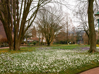 Green city park in spring bloom