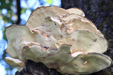Poster - Close-up view of a mushroom growing on a tree branch, with detailed texture and natural surroundings