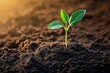 © EdvvinStudios - A young green plant emerging from dark soil in a sunlit garden during early spring, symbolizing growth and new beginnings
