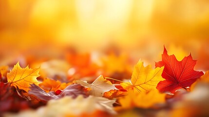 Wall Mural - A close-up of colorful autumn leaves scattered on the ground with a blurry background of golden light.