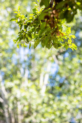 Wall Mural - green leaves and defocuced trees in background