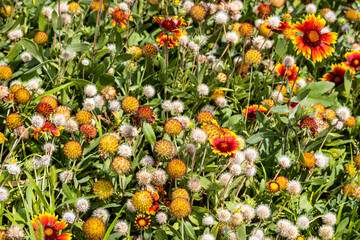 Wall Mural - colorful flowers at meadow on sunny summer day