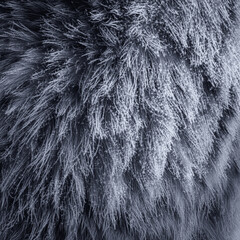 the texture of a wolf's fur covered in frost and snowflakes