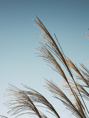 ears of wheat against blue sky