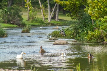 serene river scene with ducks and birds in a lush park
