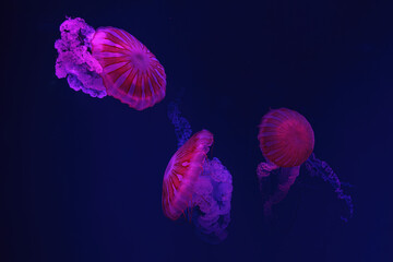 Sticker - Three Jellifish South american sea nettle, Chrysaora plocamia swimming in aquarium tank with red neon illumination. Aquatic organism, animal, undersea life, biodiversity