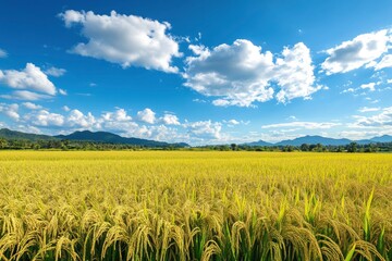 Wall Mural - The rice fields are full, waiting to be harveste under blue sky. Farm, Agriculture concept, ai