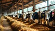 © ke - Cows lined up in barn highlighting livestock husbandry and milk production in agriculture industry