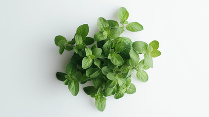 a bunch of oregano bound with natural cotton thread its tiny, oval leaves clustering closely against an isolated white background