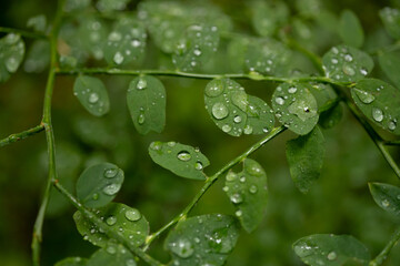 Wall Mural - Water Droplets Cover Tangle of Green Branches