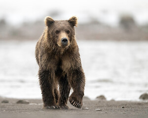 Wall Mural - Alaska Brown Bear (Ursus arctos), Lake Clark National Park