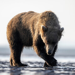 Wall Mural - alaska brown bear (ursus arctos), lake clark national park