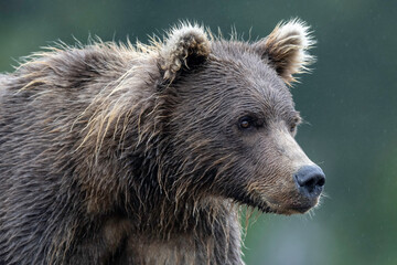Wall Mural - alaska brown bear (ursus arctos), lake clark national park