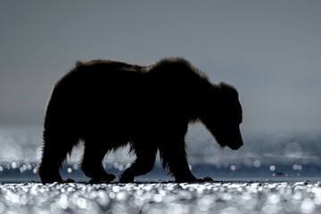 Wall Mural - alaska brown bear (ursus arctos), lake clark national park