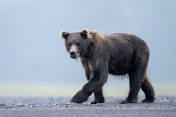 Wall Mural - alaska brown bear (ursus arctos), lake clark national park