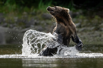 Wall Mural - alaska brown bear (ursus arctos), lake clark national park