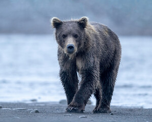 Wall Mural - Alaska Brown Bear (Ursus arctos), Lake Clark National Park