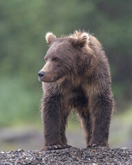 Wall Mural - alaska brown bear (ursus arctos), lake clark national park