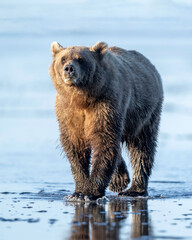 Wall Mural - alaska brown bear (ursus arctos), lake clark national park