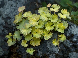 Wall Mural - Close-Up of Green Leaves on a Rock