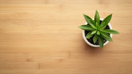 Wall Mural - Tranquil Succulent: An Oasis of Verdant Simplicity