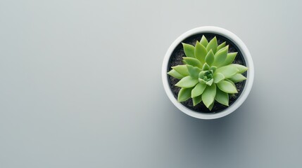 Sticker - Minimalist Green Succulent Plant in Ceramic Pot