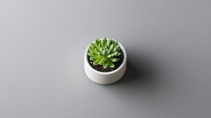 Poster - Minimalist Succulent Potted Plant on Neutral Background