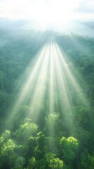 Wall Mural - The sun is shining through the trees, creating a beautiful and peaceful scene