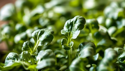 Wall Mural - Vibrant Close-Up of Arugula Microgreens Celebrating Organic Superfood and Healthy Living