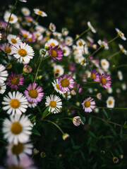 Wall Mural - Daisies in the garden