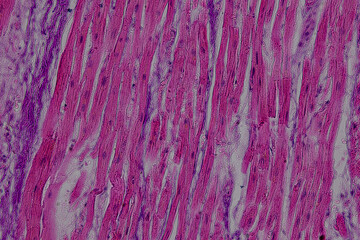 Pathology and Histology Tissue of Mammals under microscope.