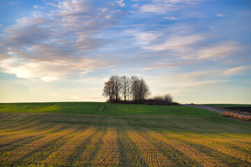 Scenic landscape of a tranquil field with trees under a vibrant blue sky and soft clouds