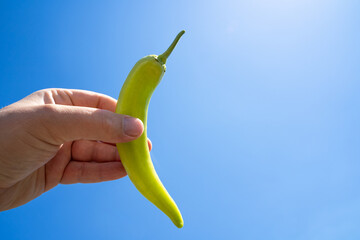 Hand with a green pepper in the blue sunny sky 