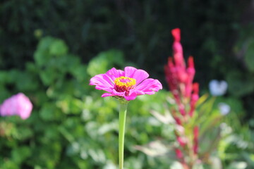 Zinnia or Youth and age beautiful flowers