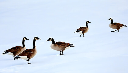 Wall Mural - Elegant Geese Flock Over Snowy Scene