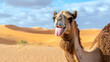© Studios - Funny animal wildlife photography - Close up portrait of funny camel drommedary with tongue stuck out in the desert