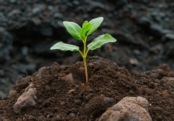 Canvas Print - young plant growing in soil