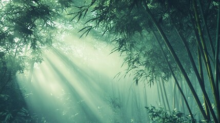 Poster - Bamboo forest enveloped in morning mist, with a play of light and shadow among the leaves and stalks 