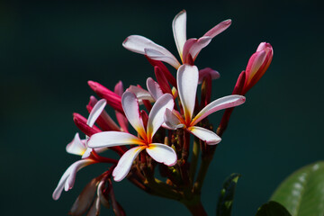 Beautiful Dwarf Singapore Plumeria Light Pink Flower Closeup